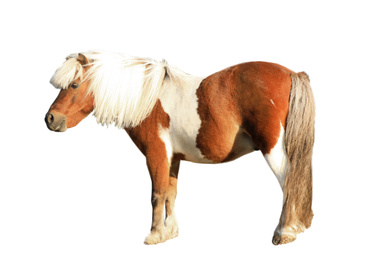 Beautiful pony on white background. Pet horse