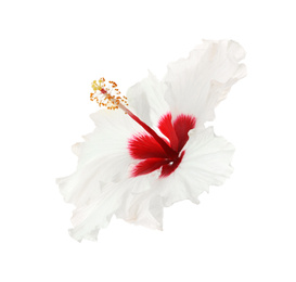 Photo of Beautiful tropical hibiscus flower isolated on white