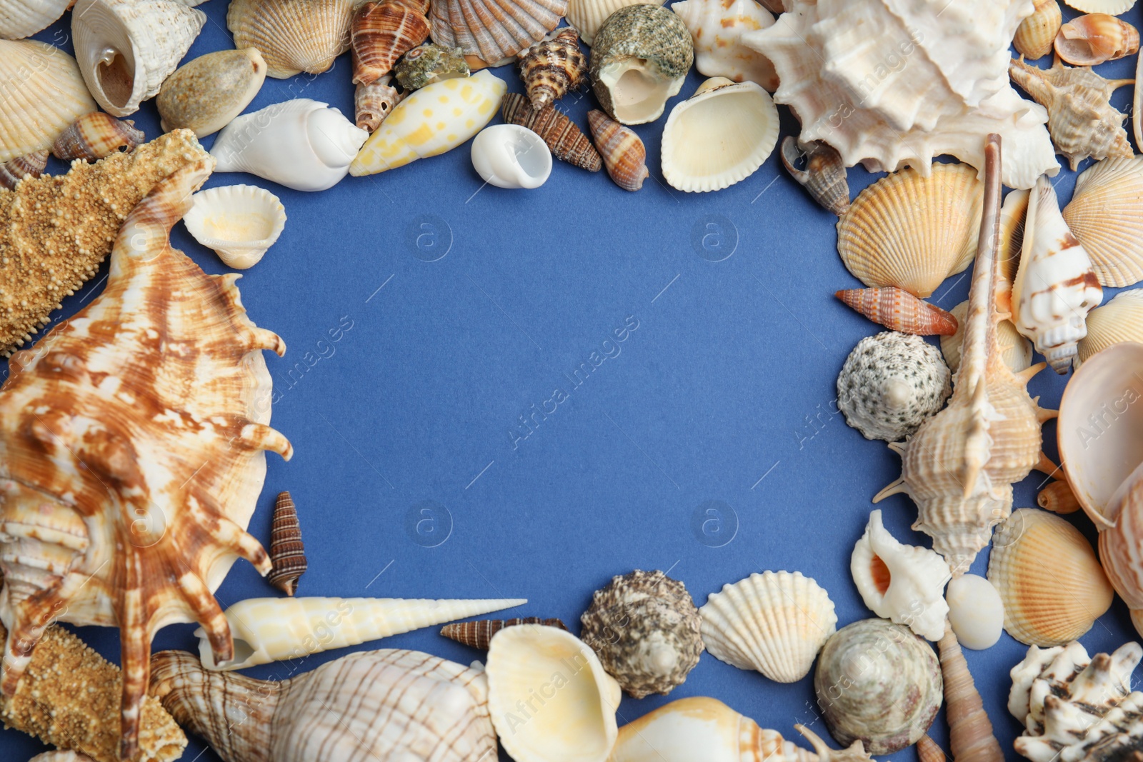 Photo of Frame of sea shells on blue background, flat lay. Space for text