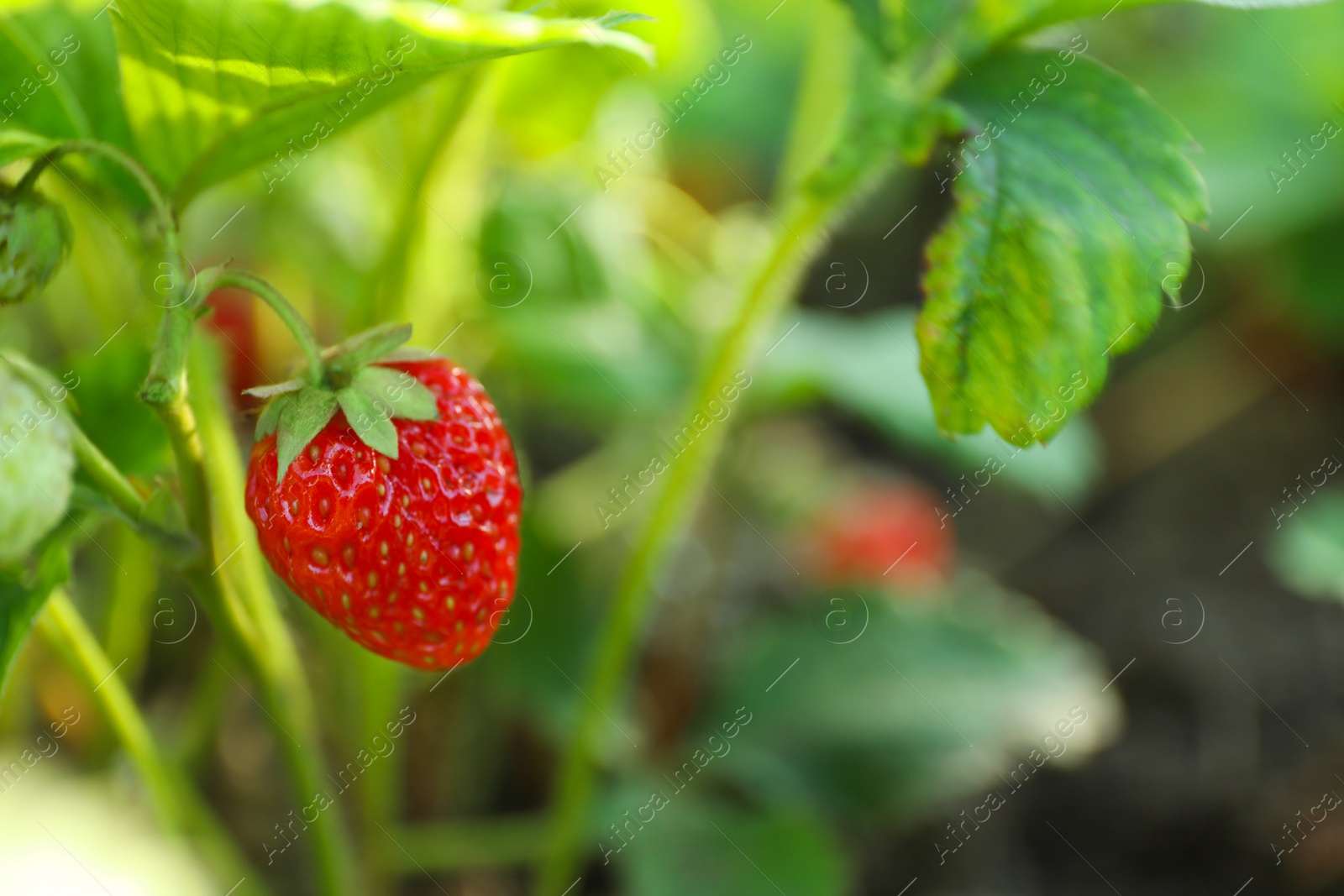 Photo of Strawberry plant with ripening berry growing in field, closeup