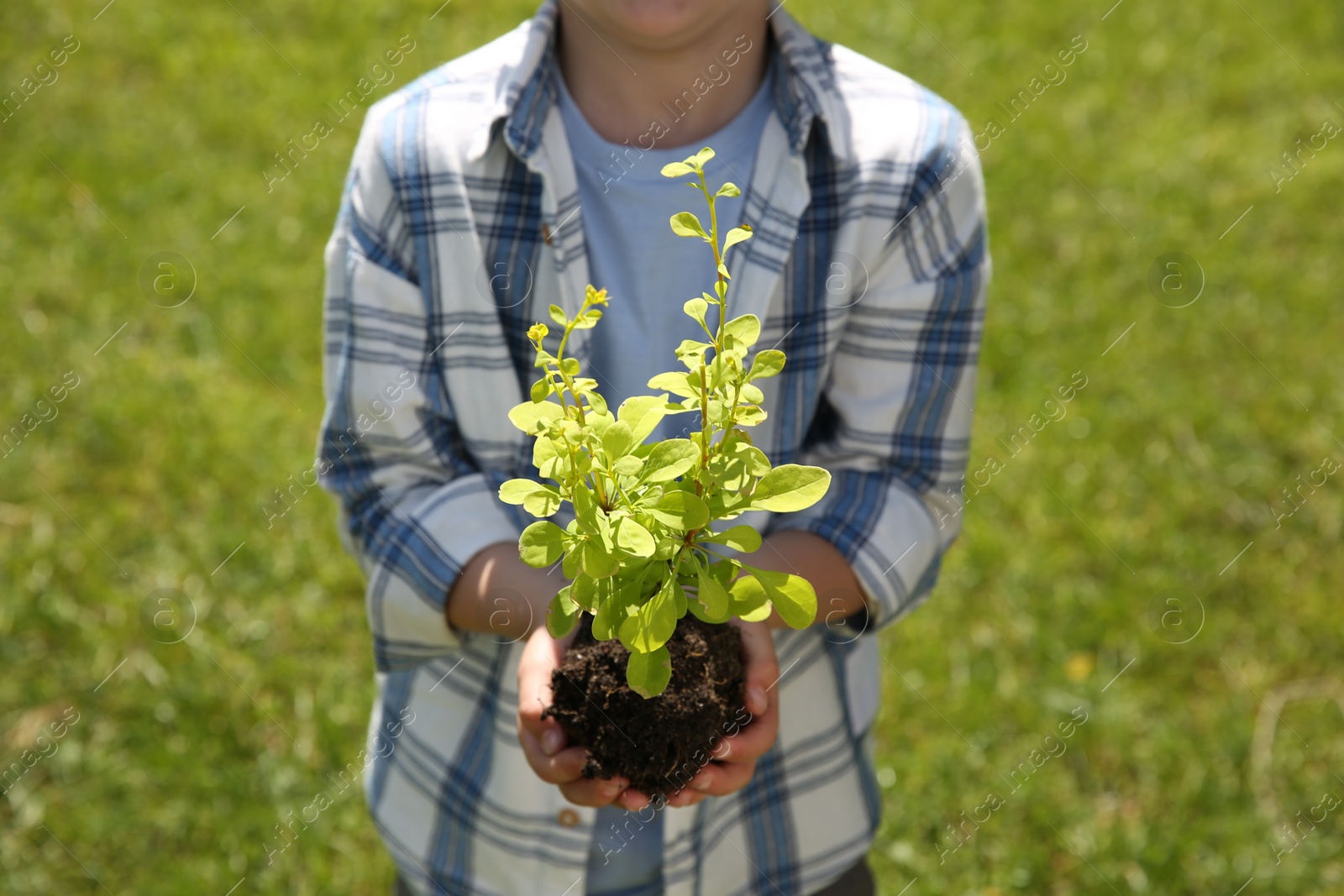 Photo of Child holding soil with young green tree outdoors, closeup