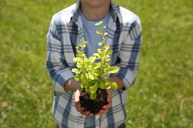 Child holding soil with young green tree outdoors, closeup