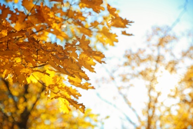 Tree in park, focus on autumn leaves. Space for text