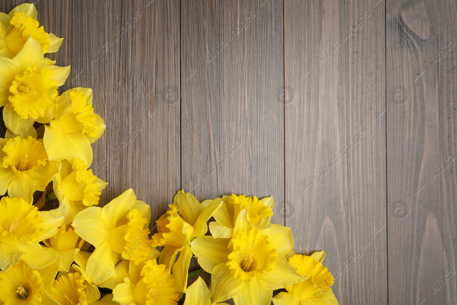 Photo of Beautiful daffodils on wooden table, flat lay. Space for text