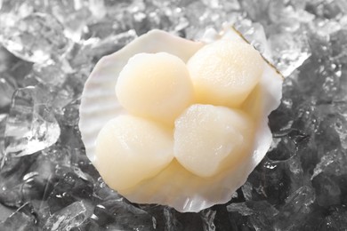 Photo of Fresh raw scallops in shell on ice cubes, top view