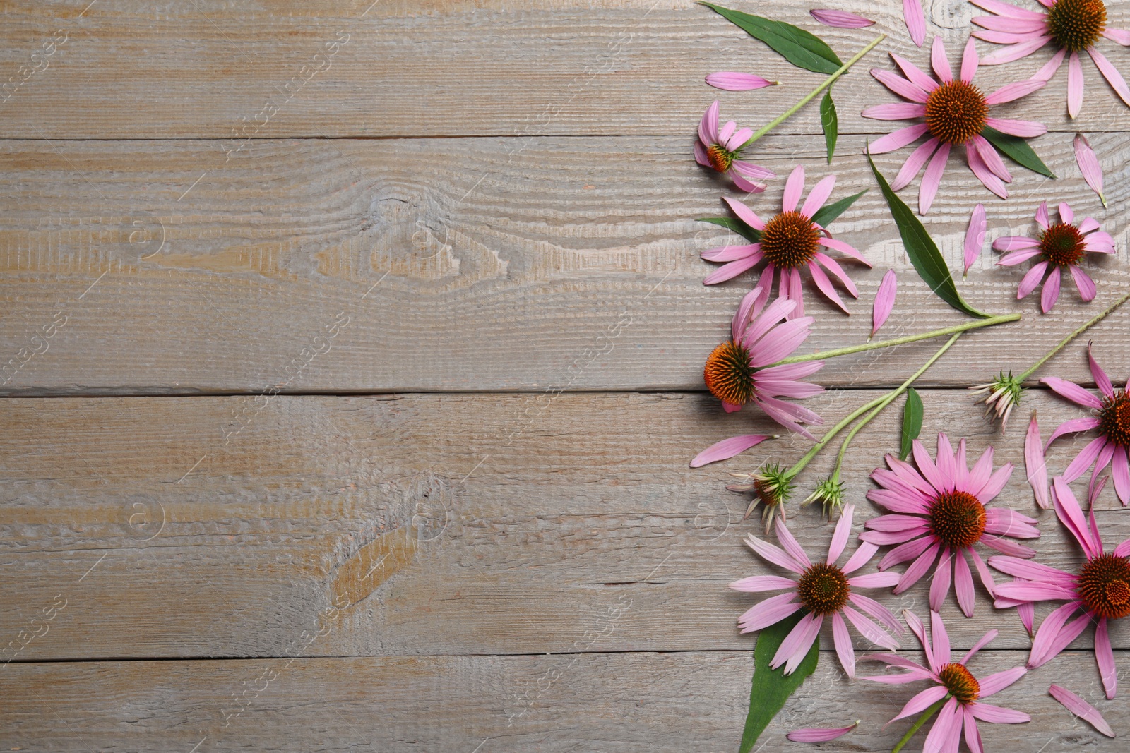 Photo of Beautiful echinacea flowers on wooden table, flat lay. Space for text