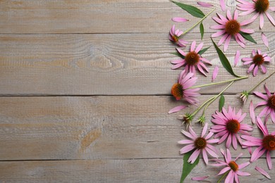 Beautiful echinacea flowers on wooden table, flat lay. Space for text