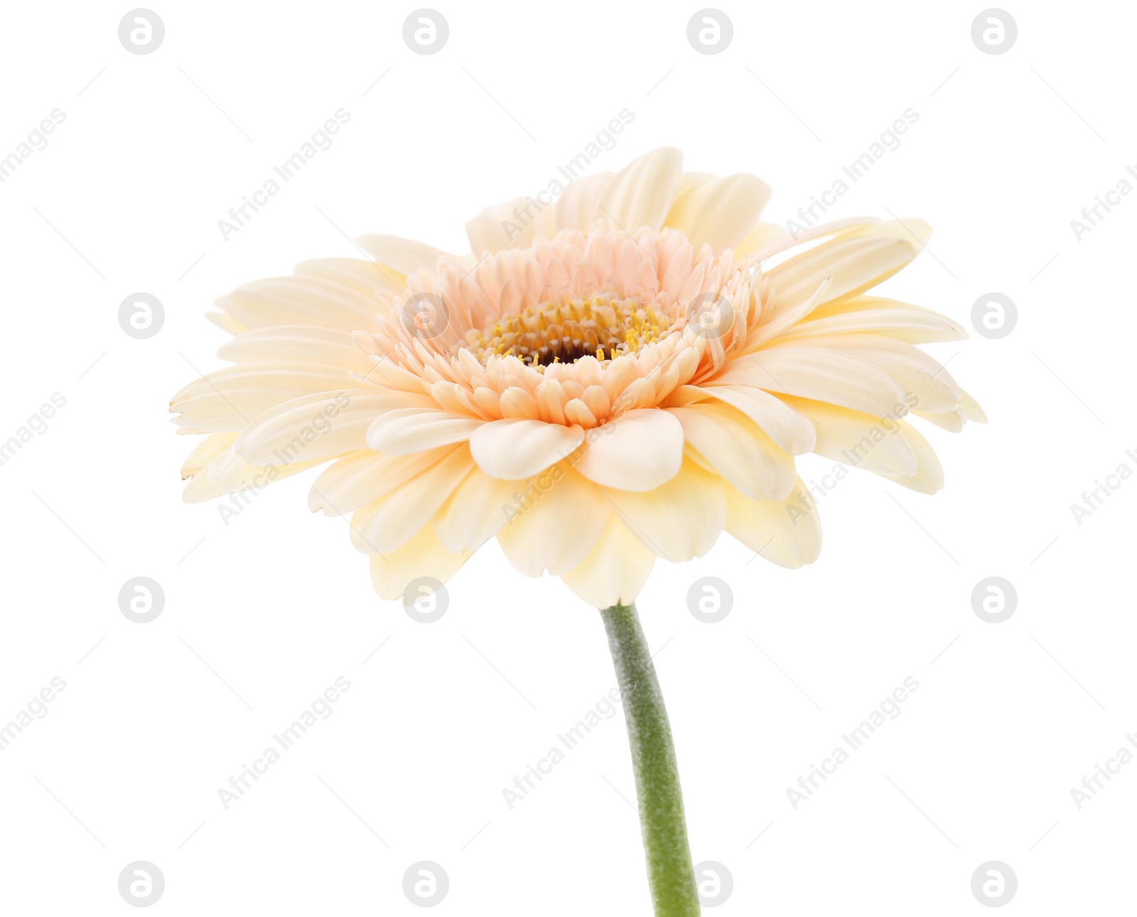 Photo of One beautiful tender gerbera flower isolated on white