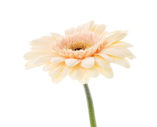 Photo of One beautiful tender gerbera flower isolated on white