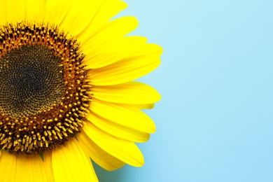 Photo of Beautiful bright sunflower on color background, top view