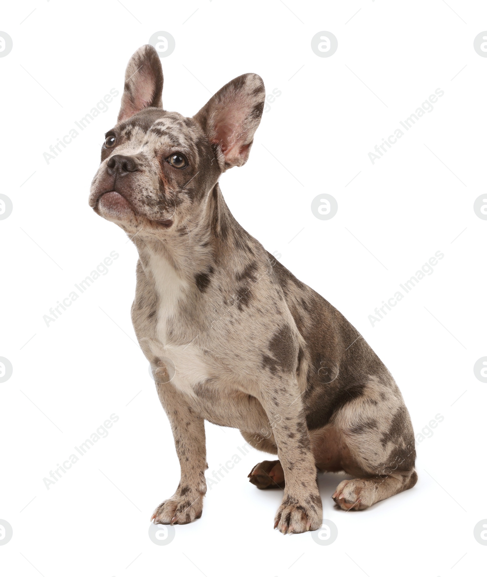 Photo of Cute French Bulldog sitting on white background