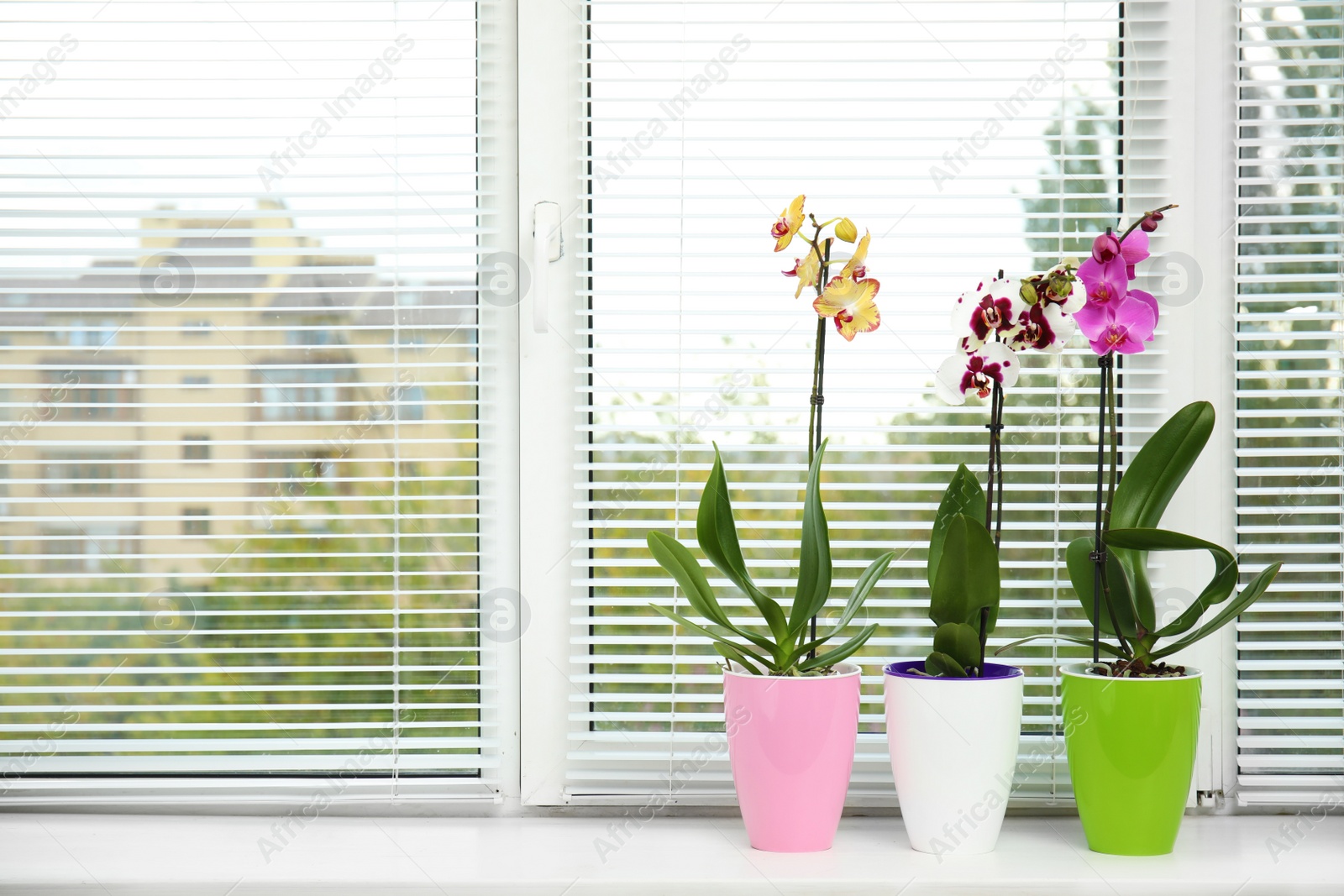 Photo of Beautiful tropical orchid flowers in pots on windowsill. Space for text