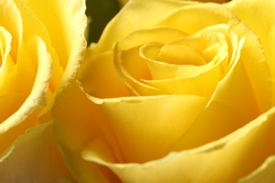 Beautiful rose with yellow petals, macro view