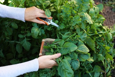 Photo of Woman cutting fresh arugula leaves with pruner outdoors, closeup