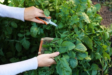 Woman cutting fresh arugula leaves with pruner outdoors, closeup