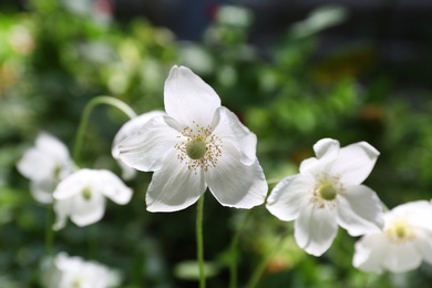 Photo of Beautiful bright anemones in green garden, closeup. Spring flowers