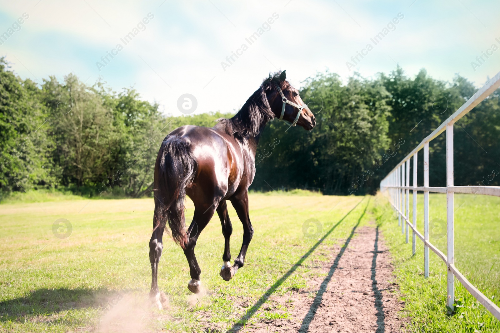 Photo of Dark bay horse in paddock on sunny day. Beautiful pet