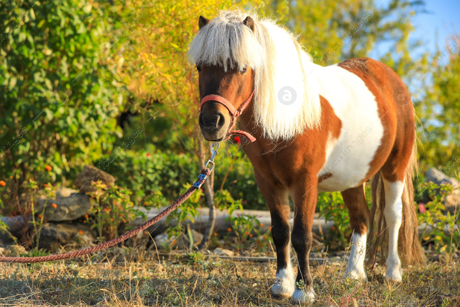 Photo of Beautiful pony outdoors on sunny day. Pet horse