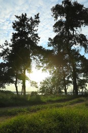 Beautiful view of sunset in conifer forest