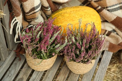 Beautiful heather flowers in pots and pumpkin on wooden bench outdoors, above view
