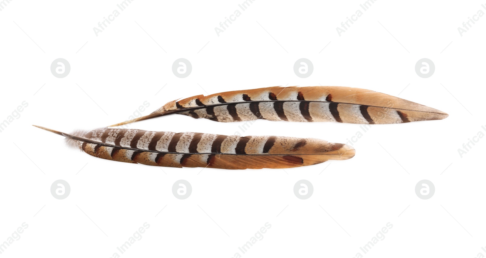 Photo of Beautiful brown bird feathers on white background, top view