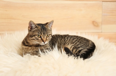 Photo of Cute tabby cat lying on faux fur. Lovely pet