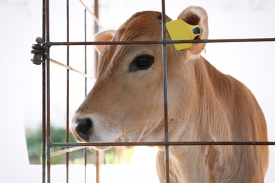 Pretty little calf near fence on farm, closeup. Animal husbandry