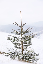 Beautiful view of fir tree covered with snow outdoors. Winter landscape