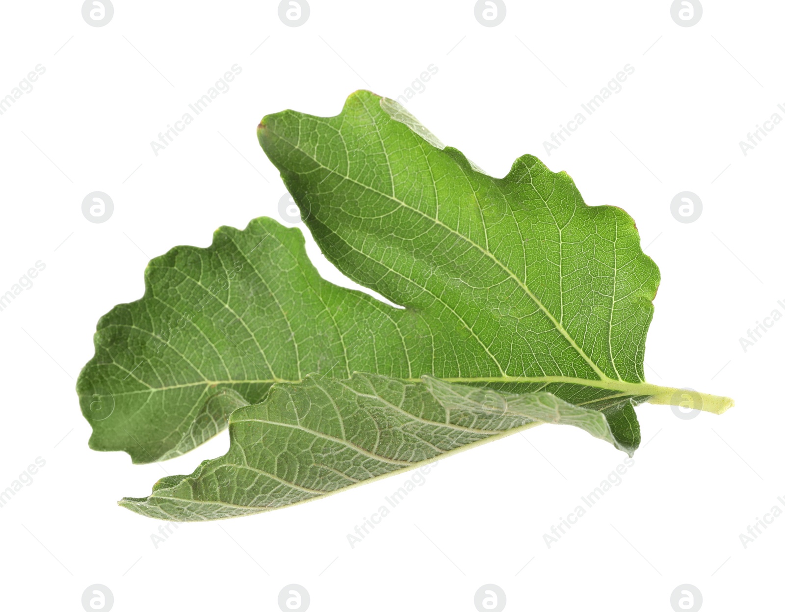 Photo of Fresh green fig leaf isolated on white