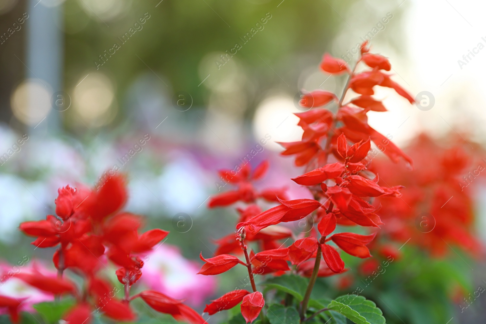 Photo of Beautiful garden flowers outdoors, space for text. Amazing nature in summer