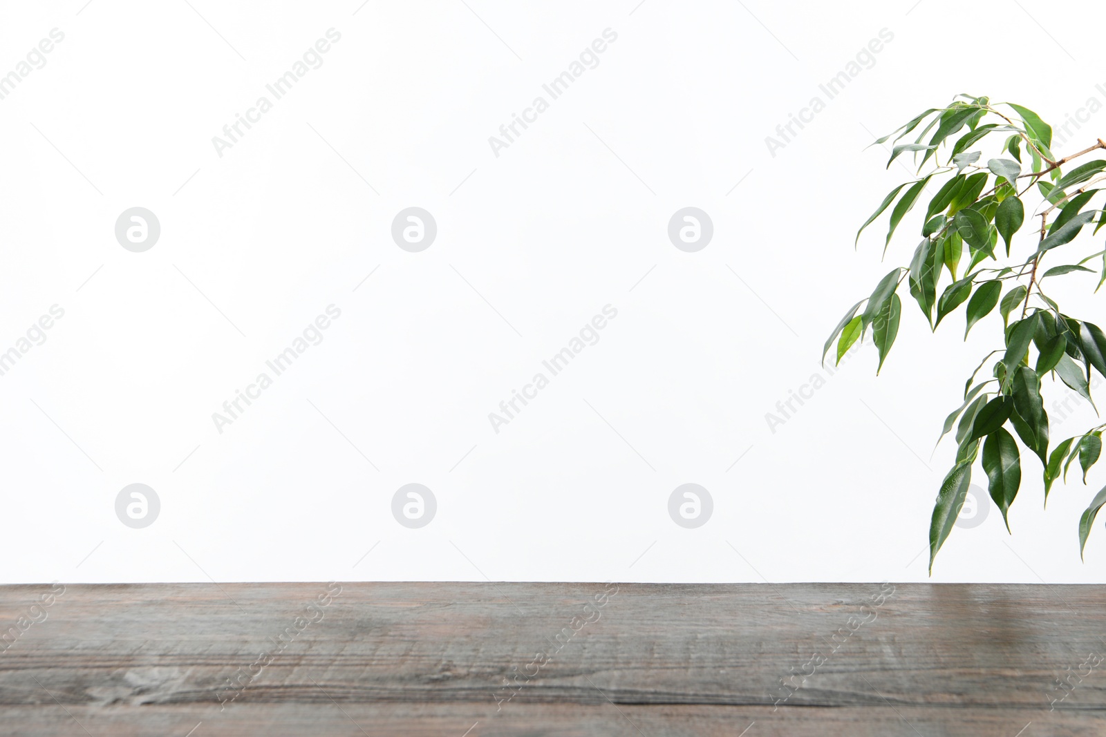 Photo of Wooden surface with houseplant on white background. Space for text