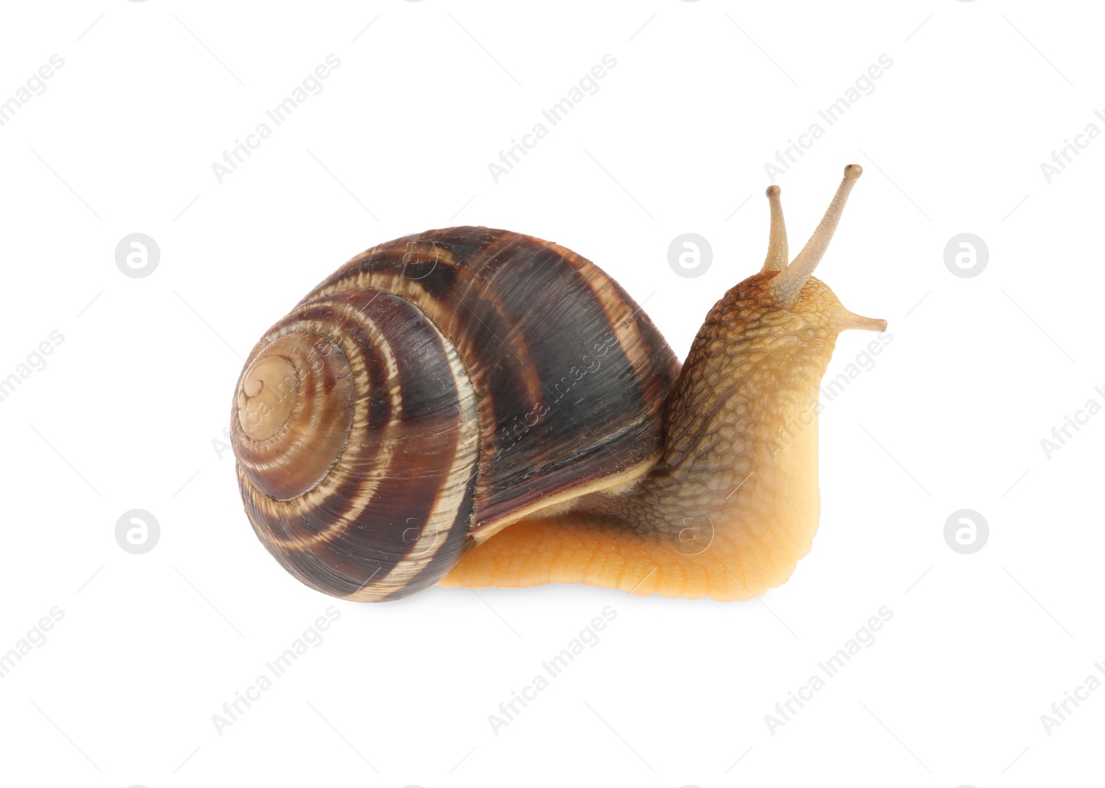 Photo of Common garden snail crawling on white background