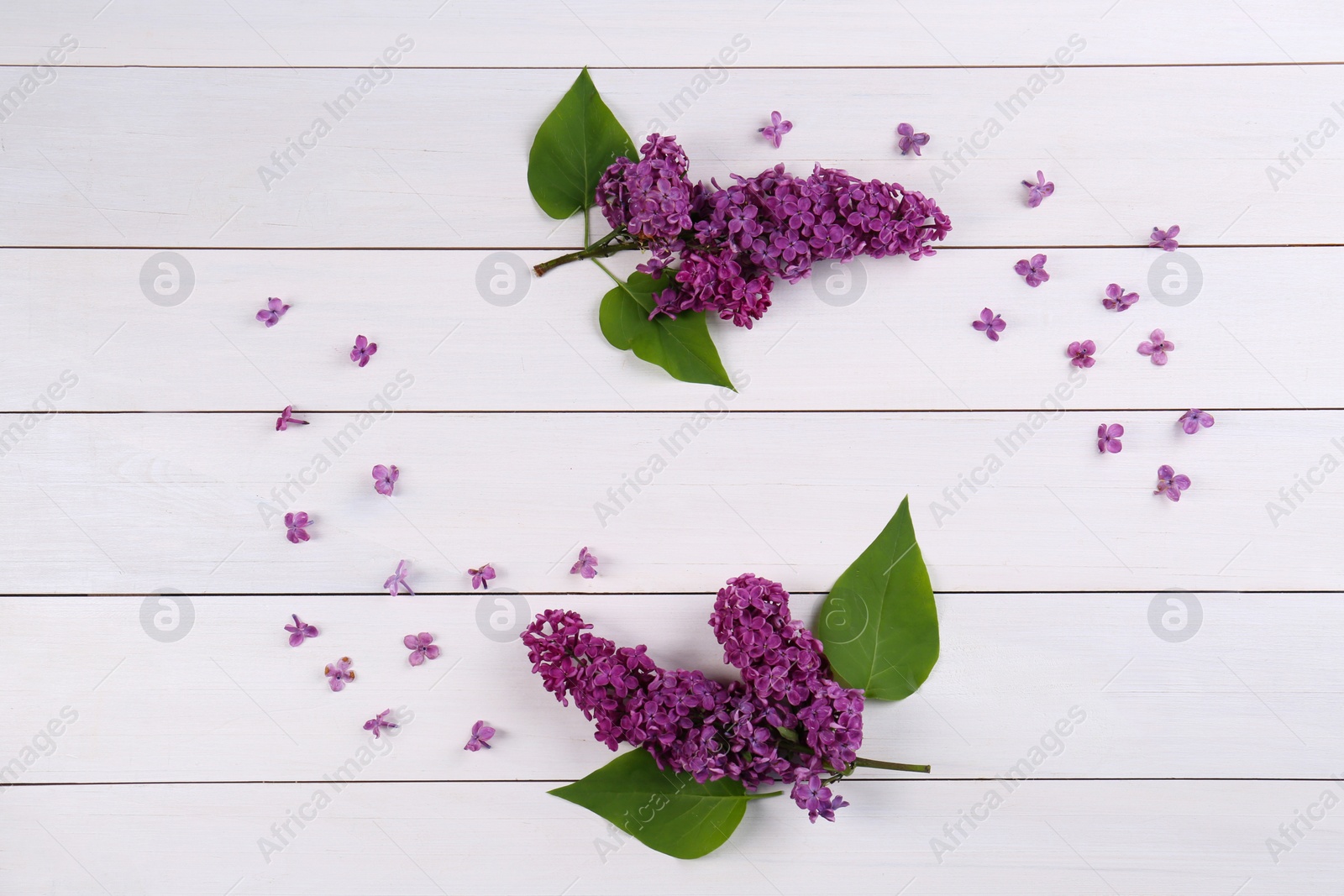 Photo of Beautiful lilac flowers on white wooden table, flat lay. Space for text