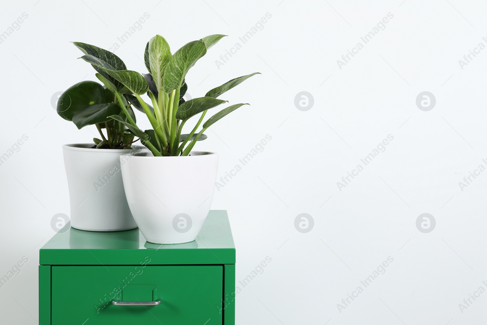 Photo of Different houseplants in pots on green chest of drawers near white wall, space for text