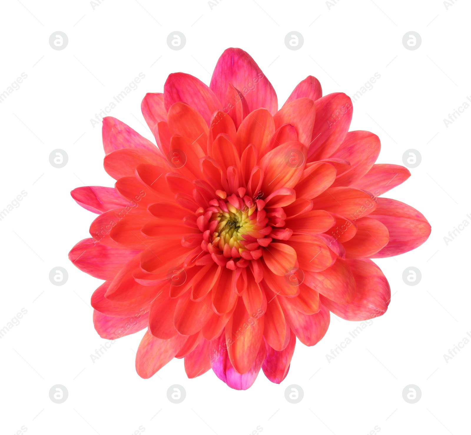 Photo of Beautiful blooming chrysanthemum flower isolated on white