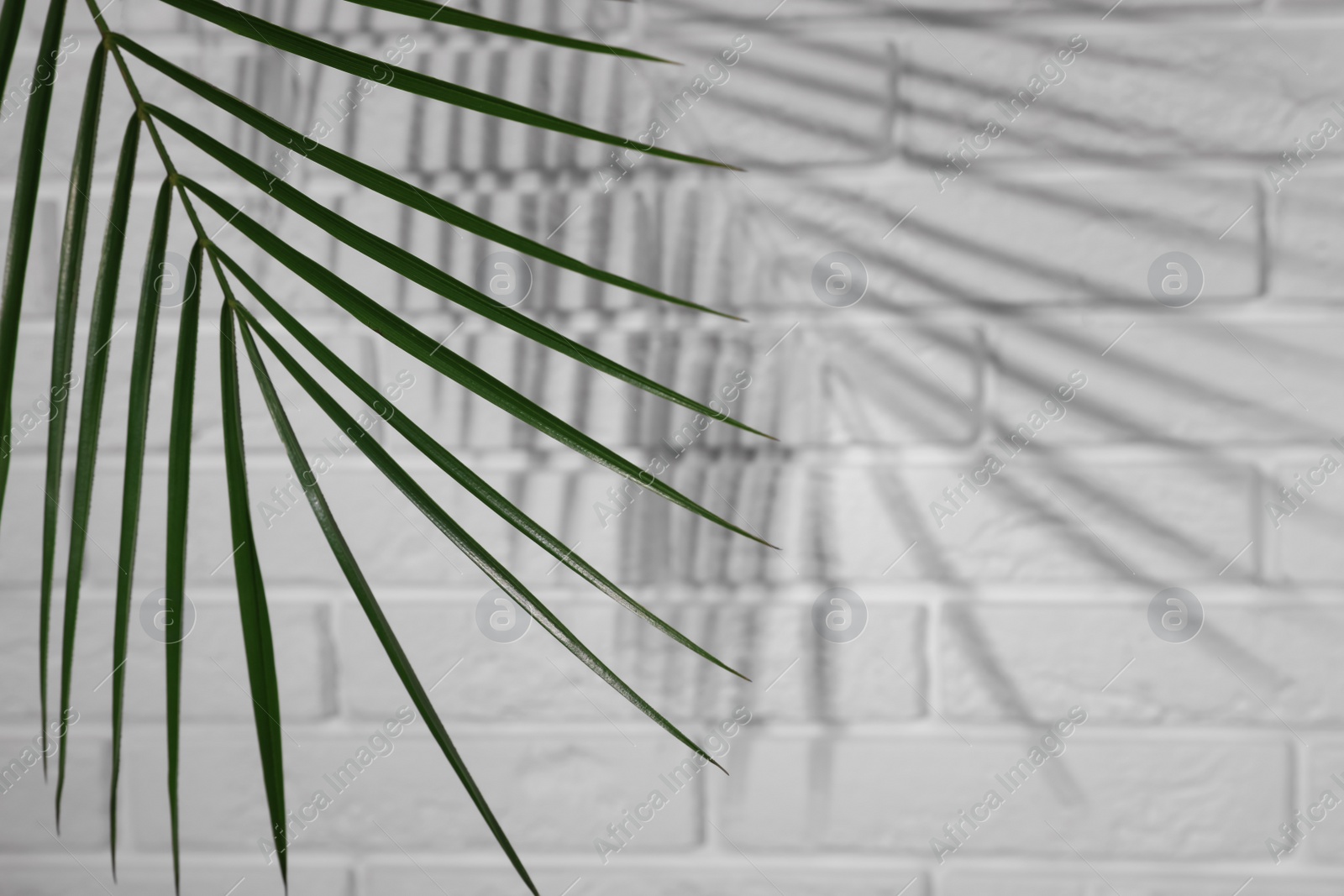 Photo of Tropical palm branch casting shadow on white brick wall. Space for text