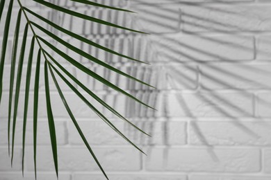 Tropical palm branch casting shadow on white brick wall. Space for text