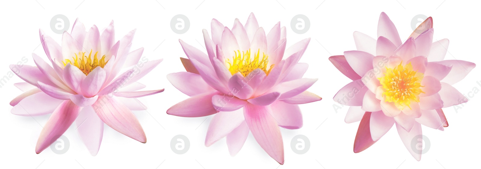 Image of Set of beautiful lotus flowers on white background. Banner design 