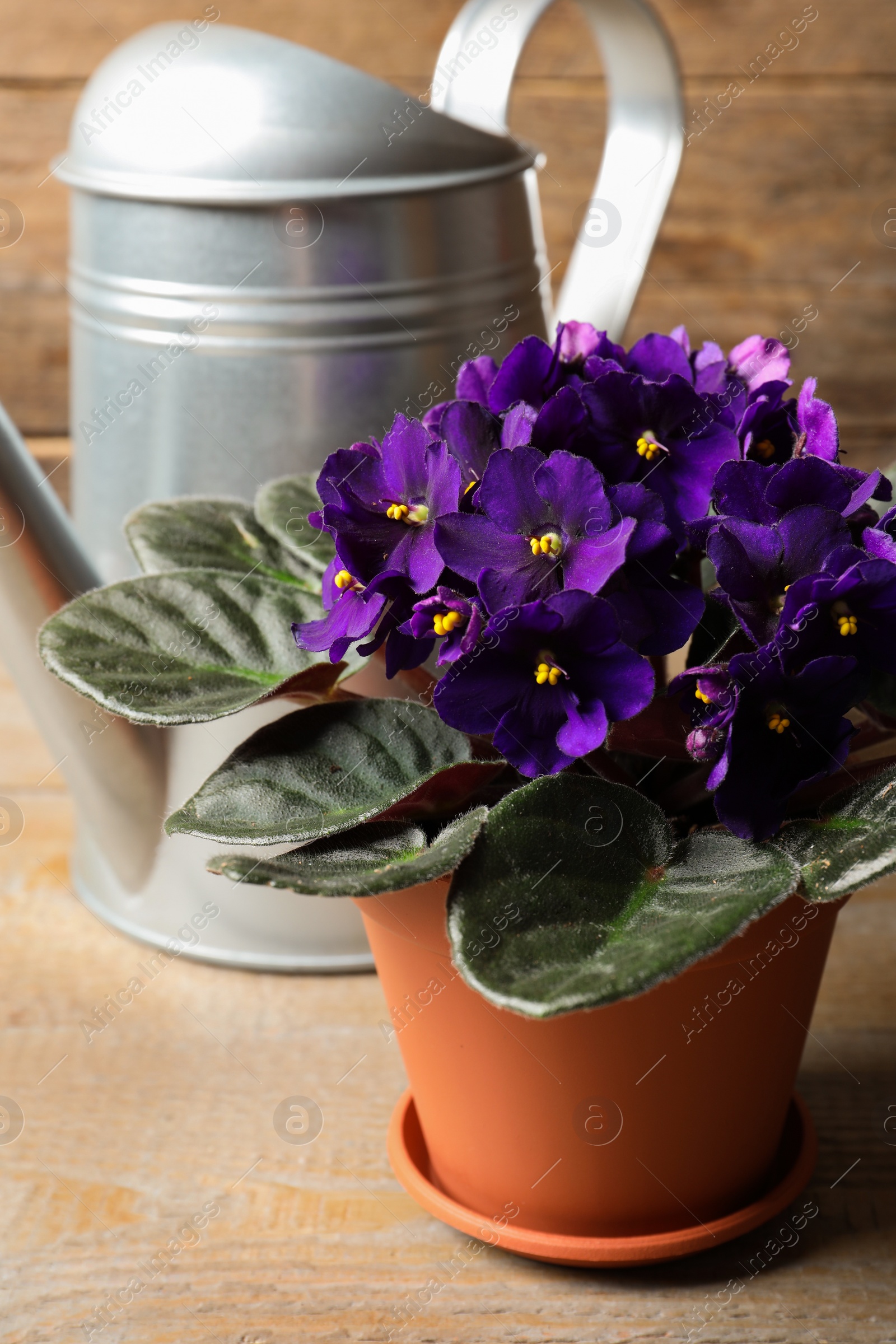 Photo of Beautiful potted violet flowers and watering can on wooden table. Plant for house decor