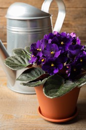 Beautiful potted violet flowers and watering can on wooden table. Plant for house decor