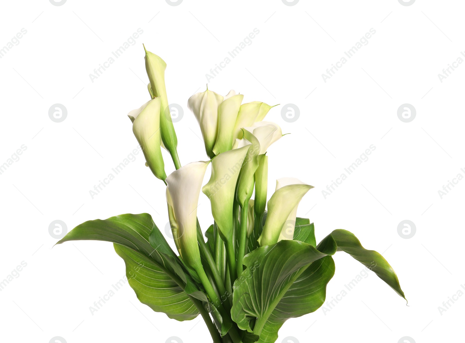 Photo of Beautiful calla lily flowers on white background