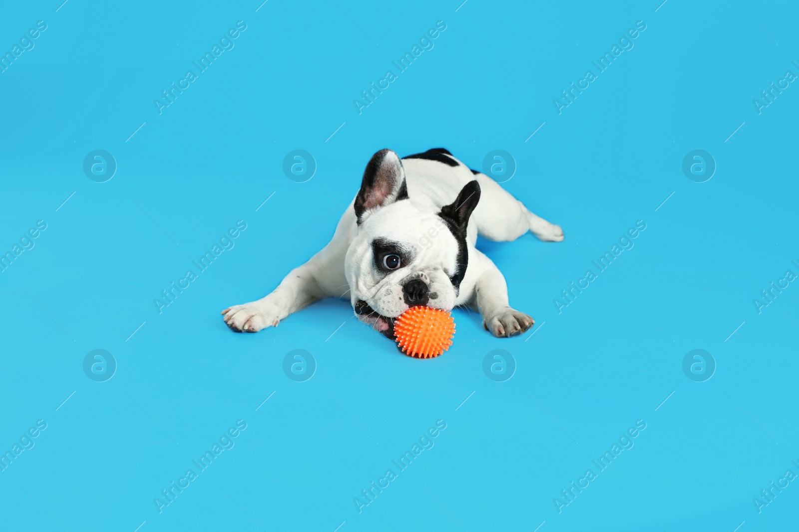 Photo of French bulldog playing with toy on blue background