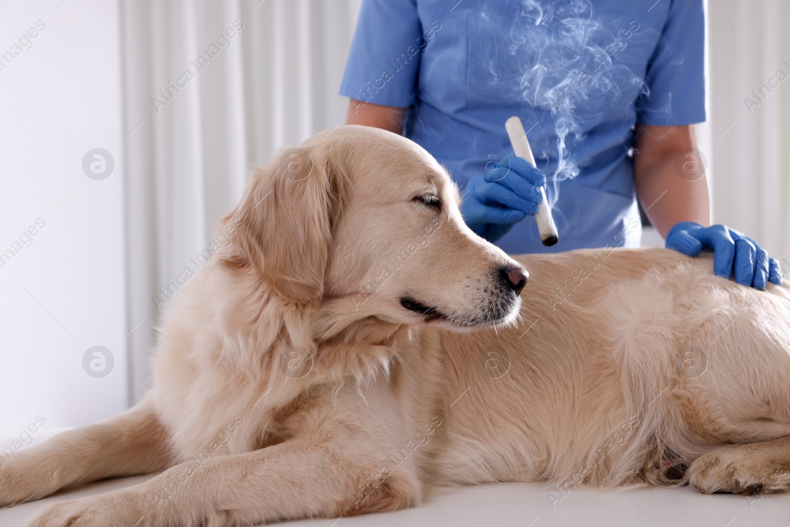 Photo of Veterinary holding moxa stick near cute dog in clinic, closeup. Animal acupuncture treatment