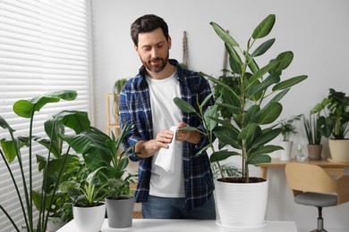 Photo of Man wiping leaves of beautiful potted houseplants with cloth indoors