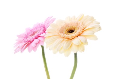 Photo of Two beautiful gerbera flowers isolated on white