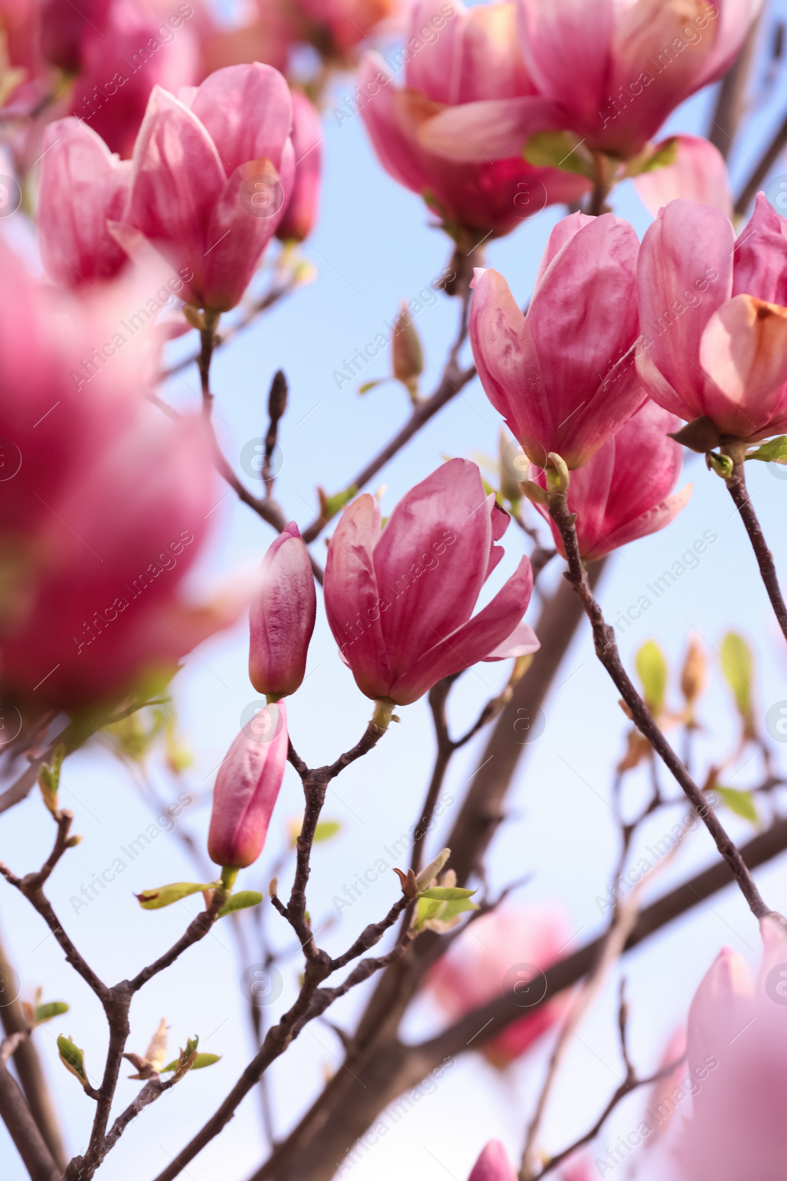 Photo of Beautiful magnolia tree with pink blossom outdoors, closeup. Spring season