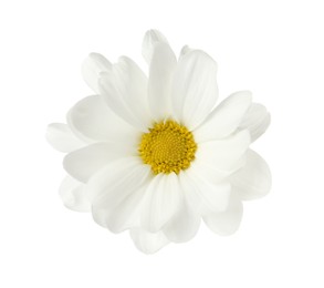 Beautiful fresh chrysanthemum flower on white background