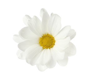 Photo of Beautiful fresh chrysanthemum flower on white background