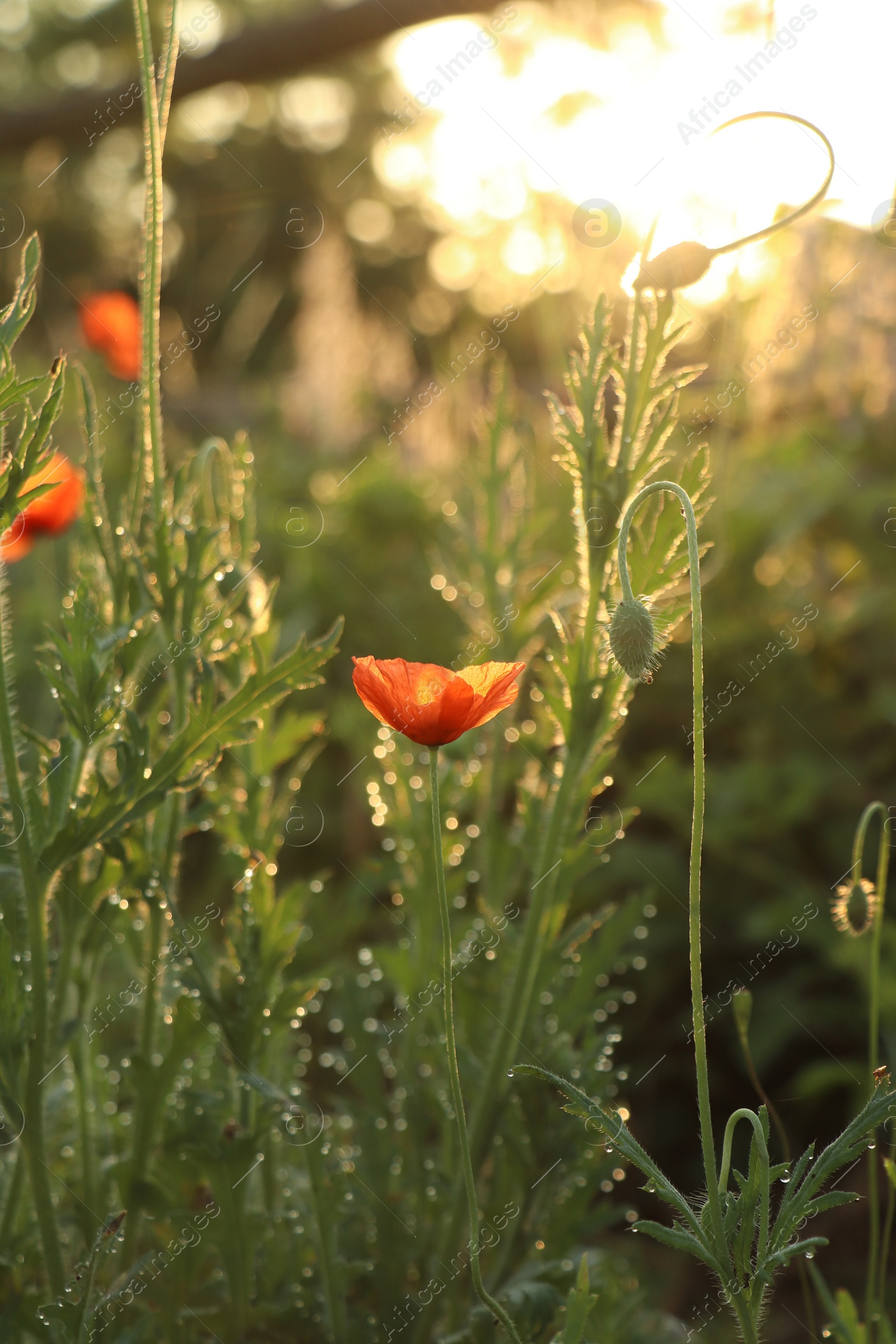 Photo of Red poppy plants covered with dew drops outdoors in morning