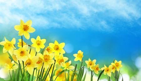 Image of Beautiful yellow daffodils outdoors on sunny day. Banner design 